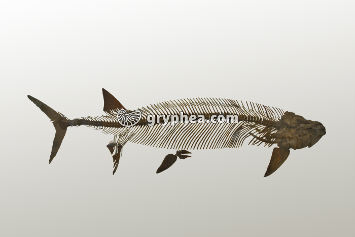 Poisson fossile géant - squelette détouré (Xiphactinus audax, Crétacé, -85 Ma) - gryphea.com